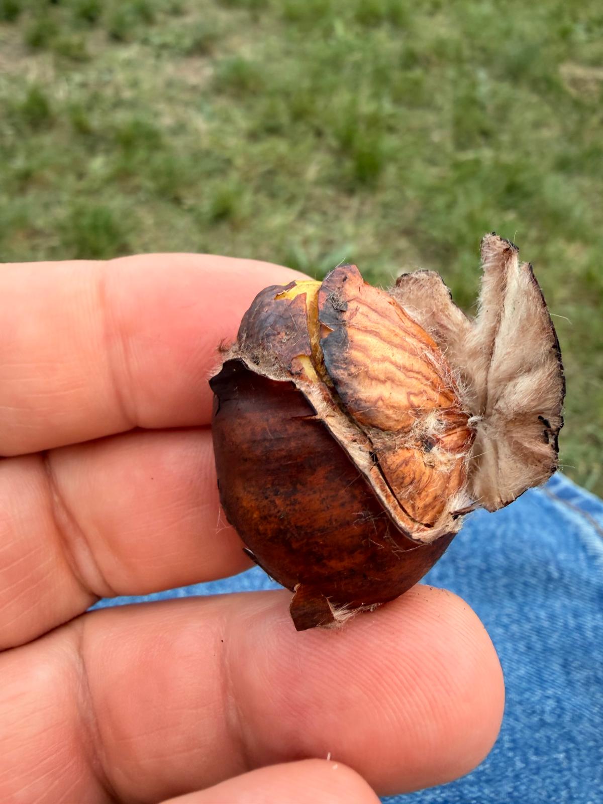 CALDARROSTA-ROASTED-CHESTNUT
