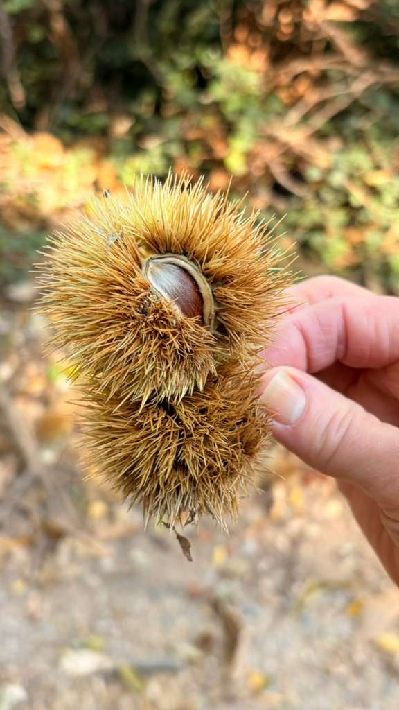 CASTAGNE-IN-GUSCIO