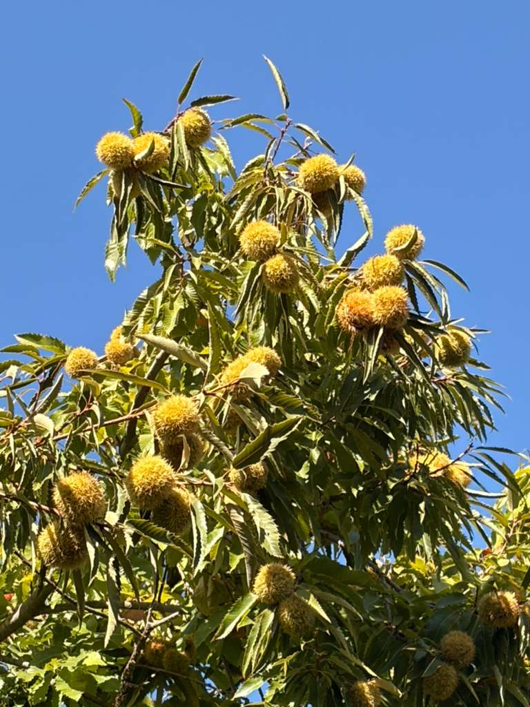 CASTAGNE-SULLALBERO