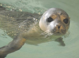 seal cub in water, cucciola foca in acqua