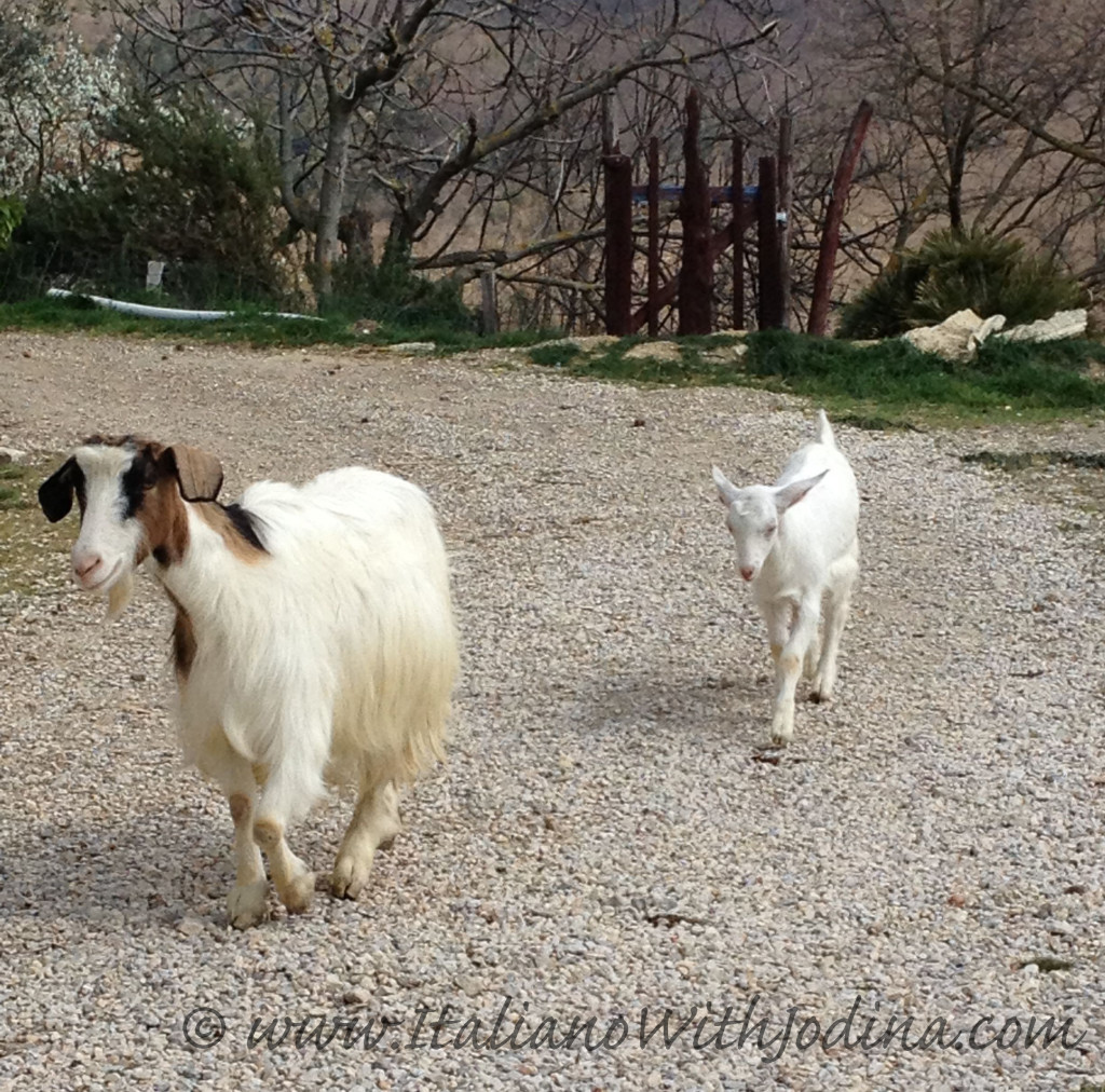 Due capre a spasso | Two goats out for a stroll