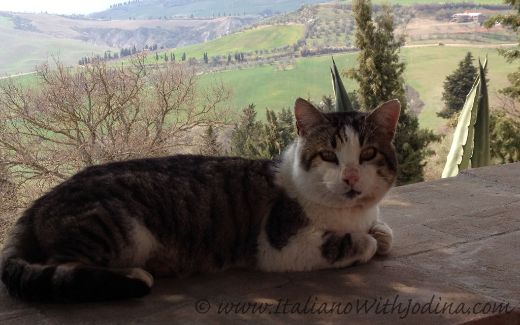 Beato gatto -- che vista! | Lucky cat -- what a view!