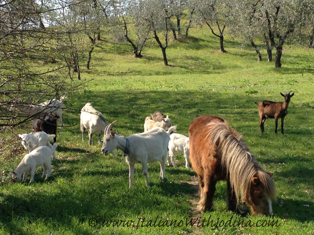 Capre, capretti, e un cavallino che pascolano in un campo | Goats, kids, and a pony grazing in a meadow