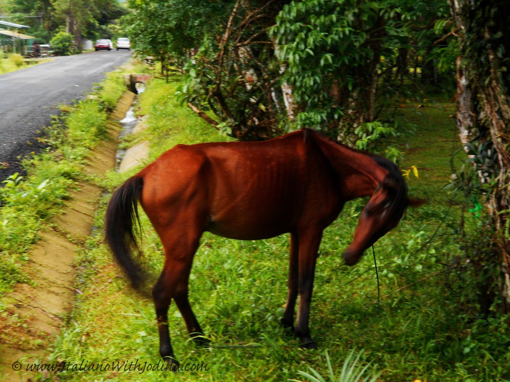 A HORSE BY THE ROADSIDE