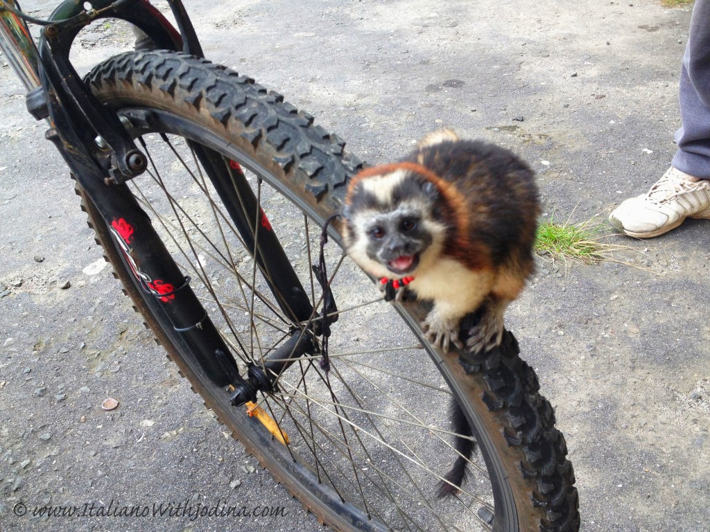 tamarin monkey on bike tire