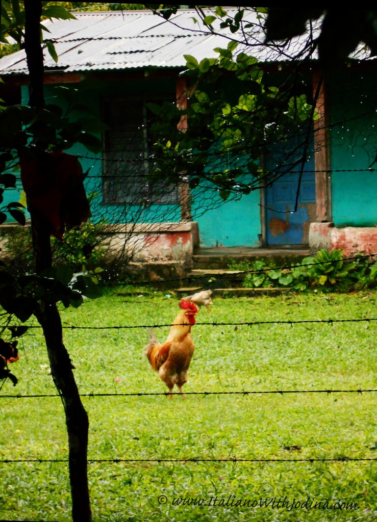 rooster blue house 1-wm-RETOUCH