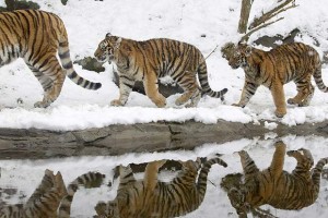 3 tigri contro 3 tigri