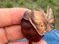 CALDARROSTA-ROASTED-CHESTNUT