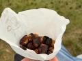 CALDARROSTE-ROASTED-CHESTNUTS-IN-PAPER-CONE