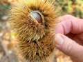 CASTAGNE-IN-GUSCIO