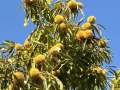 CASTAGNE-SULLALBERO